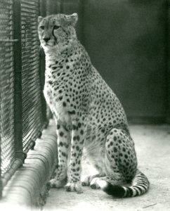 Un ghepardo seduto nel suo recinto allo Zoo di Londra, ottobre 1924