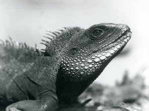 Un Drago d