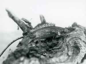 Un pesce arrampicatore che riposa su un ramo morto, fuori dall