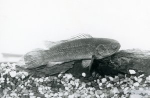 Un pesce arrampicatore che riposa su rocce e ghiaia sul fondo del suo acquario, in acqua allo Zoo di Londra nel settembre 1928 da Frederick William Bond