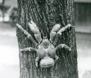 Un granchio del cocco, o granchio ladro, che scala un albero, zoo di Londra, luglio 1927 da Frederick William Bond