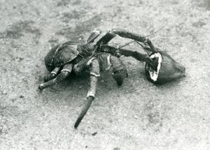 Un granchio del cocco, o granchio ladro, che si nutre di cocco, zoo di Londra, luglio 1927 da Frederick William Bond