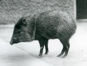 Un pecari collare allo Zoo di Londra, 1927 da Frederick William Bond
