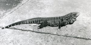 Un Tegu o Lucertola Tigre al Zoo di Londra, agosto 1926 da Frederick William Bond