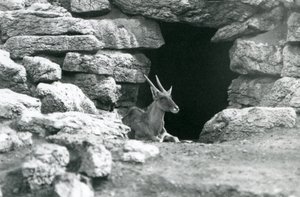 Un Eland comune che riposa all