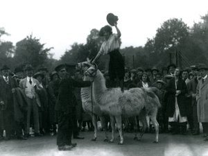 Una cowgirl in piedi su due lama durante una visita allo Zoo di Londra, nel 1924 da Frederick William Bond