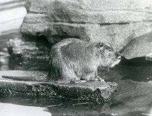 Un coypu seduto su una sporgenza rocciosa in una piscina nel suo recinto allo Zoo di Londra, febbraio 1928 (foto in b/n) da Frederick William Bond