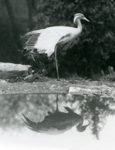 Una Gru Demoiselle in piedi su una gamba, con il suo riflesso a specchio nella piscina sottostante, London Zoo da Frederick William Bond