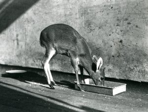 Un duiker che si nutre da un vassoio a terra, Zoo di Londra, luglio 1925 da Frederick William Bond