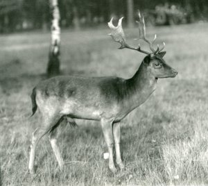 Un cervo daino allo Zoo di Londra in ottobre 1924 da Frederick William Bond