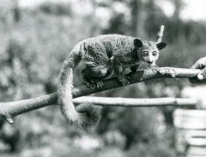 Un Galago che cammina lungo un ramo tenuto da un custode, Zoo di Londra da Frederick William Bond