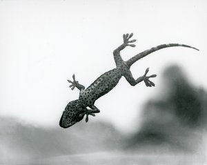 Un geco visto dal basso mentre si arrampica su un vetro, mostrando i suoi cuscinetti specializzati, Zoo di Londra, agosto 1928 (foto in bianco e nero)