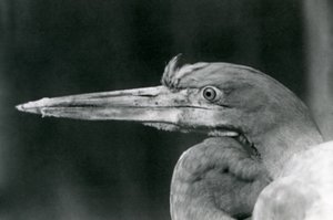 Un airone Golia allo Zoo di Londra nel 1924 da Frederick William Bond