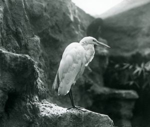 Un grande airone bianco o grande airone bianco in piedi su una roccia allo zoo di Londra nel settembre 1927