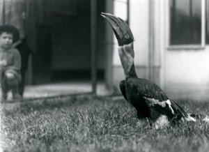 Un grande bucero che guarda verso l