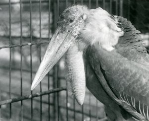 Un marabù maggiore allo zoo di Londra nel luglio 1925 da Frederick William Bond