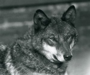 Un lupo grigio allo Zoo di Londra, 1925 da Frederick William Bond