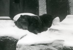 Un orso grizzly che dorme nella neve, Zoo di Londra, 1924 da Frederick William Bond