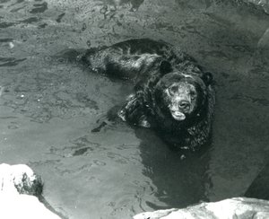 Un orso grizzly si bagna nella sua piscina allo Zoo di Londra nel 1924 da Frederick William Bond