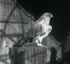 Un girifalco che riposa su un tronco, Zoo di Londra, dicembre 1925 da Frederick William Bond