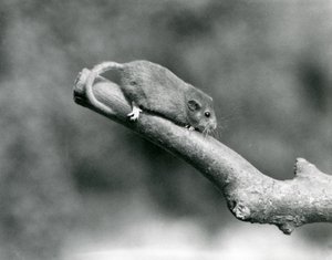 Un moscardino su un ramo, Zoo di Londra da Frederick William Bond