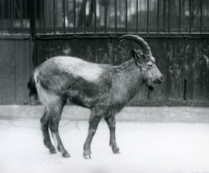 Uno stambecco himalayano allo Zoo di Londra, 1927 da Frederick William Bond