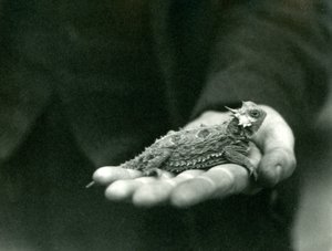 Una lucertola cornuta riposa nella mano del suo guardiano, Zoo di Londra, aprile 1923 da Frederick William Bond