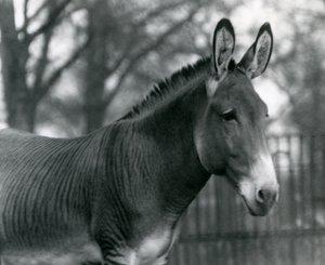 Una zebra ibrida allo Zoo di Londra nel luglio 1924 da Frederick William Bond