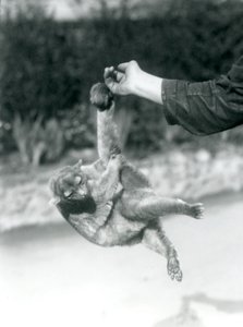 Un kinkajou sospeso dal dito di un custode per la sua coda prensile, Zoo di Londra, settembre 1925 da Frederick William Bond