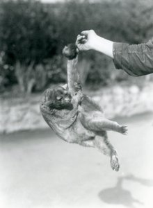 Un kinkajou sospeso dal dito di un custode per la sua coda prensile, Zoo di Londra, settembre 1925 da Frederick William Bond