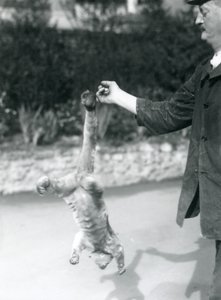 Un kinkajou sospeso a testa in giù dal dito di un custode, Zoo di Londra, settembre 1925 da Frederick William Bond