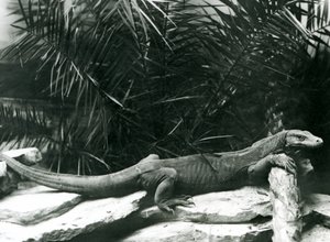 Un drago di Komodo che riposa con il collo e le zampe anteriori contro un tronco allo Zoo di Londra, giugno 1927 da Frederick William Bond