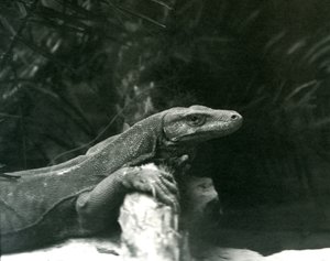 Un drago di Komodo che riposa con il collo e le zampe anteriori contro un tronco allo Zoo di Londra, giugno 1927