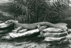 Un drago di Komodo che riposa su un muro roccioso allo Zoo di Londra nel 1927 da Frederick William Bond