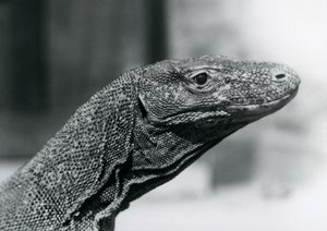 Un Drago di Komodo al London Zoo nell