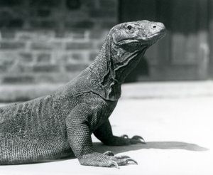 Un drago di Komodo allo zoo di Londra, agosto 1928