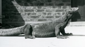 Un drago di Komodo allo zoo di Londra, agosto 1928 da Frederick William Bond