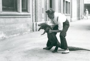 Un Drago di Komodo sollevato sulle zampe posteriori da un custode allo Zoo di Londra nell