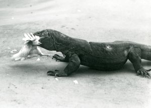 Un drago di Komodo che mangia un pollo, Zoo di Londra da Frederick William Bond