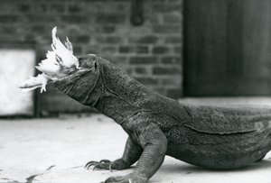 Un drago di Komodo che mangia un pollo allo zoo di Londra, agosto 1928 da Frederick William Bond