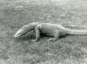 Un Drago di Komodo a passeggio su un prato, con imbracatura e guinzaglio da Frederick William Bond