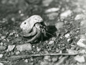 Un granchio eremita terrestre, Zoo di Londra da Frederick William Bond