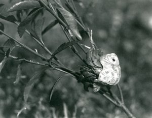 Un granchio eremita terrestre che si arrampica su un piccolo ramo, Zoo di Londra