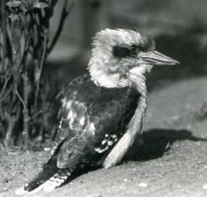 Un kookaburra che ride allo zoo di Londra nell