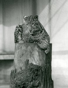 Un leopardo sdraiato sulla cima di un ceppo d