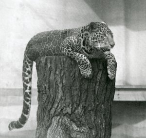Un leopardo sdraiato sulla cima di un ceppo d