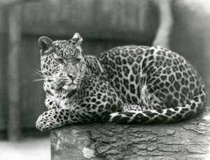 Un leopardo che riposa su un tronco allo zoo di Londra nel 1929 (foto in b/n) da Frederick William Bond