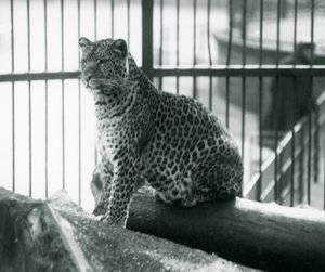 Un leopardo seduto su un tronco nel suo recinto allo Zoo di Londra, settembre 1925