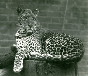 Un leopardo seduto su un ceppo d