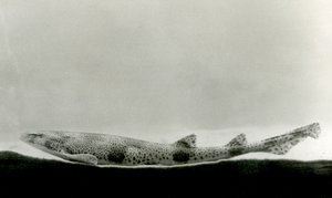 Un piccolo squalo maculato allo Zoo di Londra nel 1924